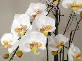  Sztuczne orchidee